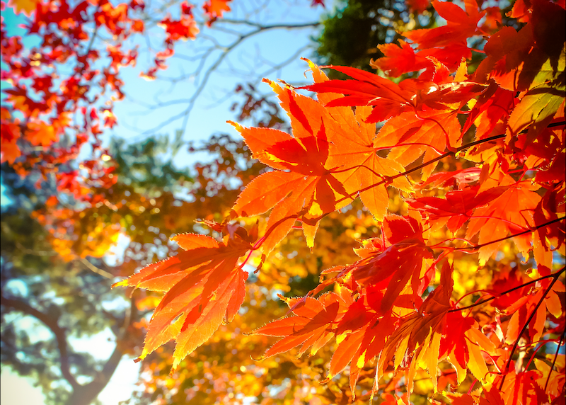 北海道・函館の秋の絶景／2024年】紅葉の温かみと、足もとに