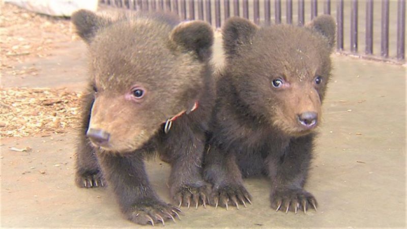 もふもふ！双子の子グマと会える♡ぴったり寄り添う姿を