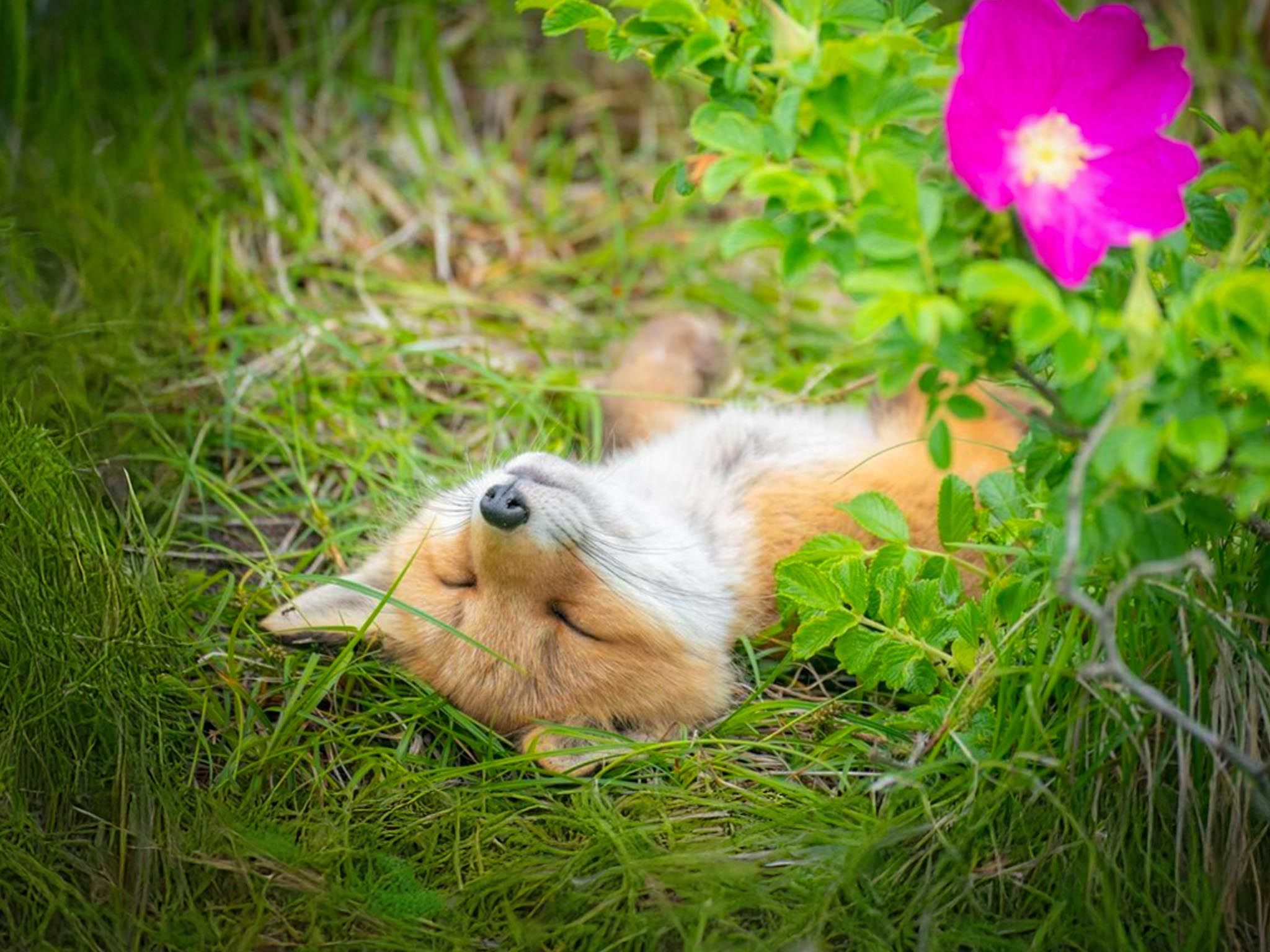 イギリスで話題に！？北海道発！”へそ天”がかわいすぎるキタキツネに