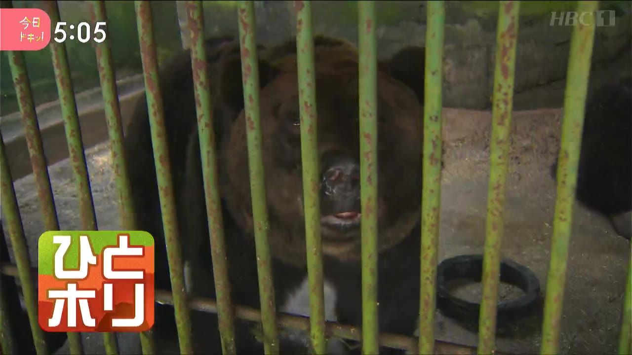 ひとホリ】エサ不足も？冬眠前のクマに要注意(10月30日放送):今日