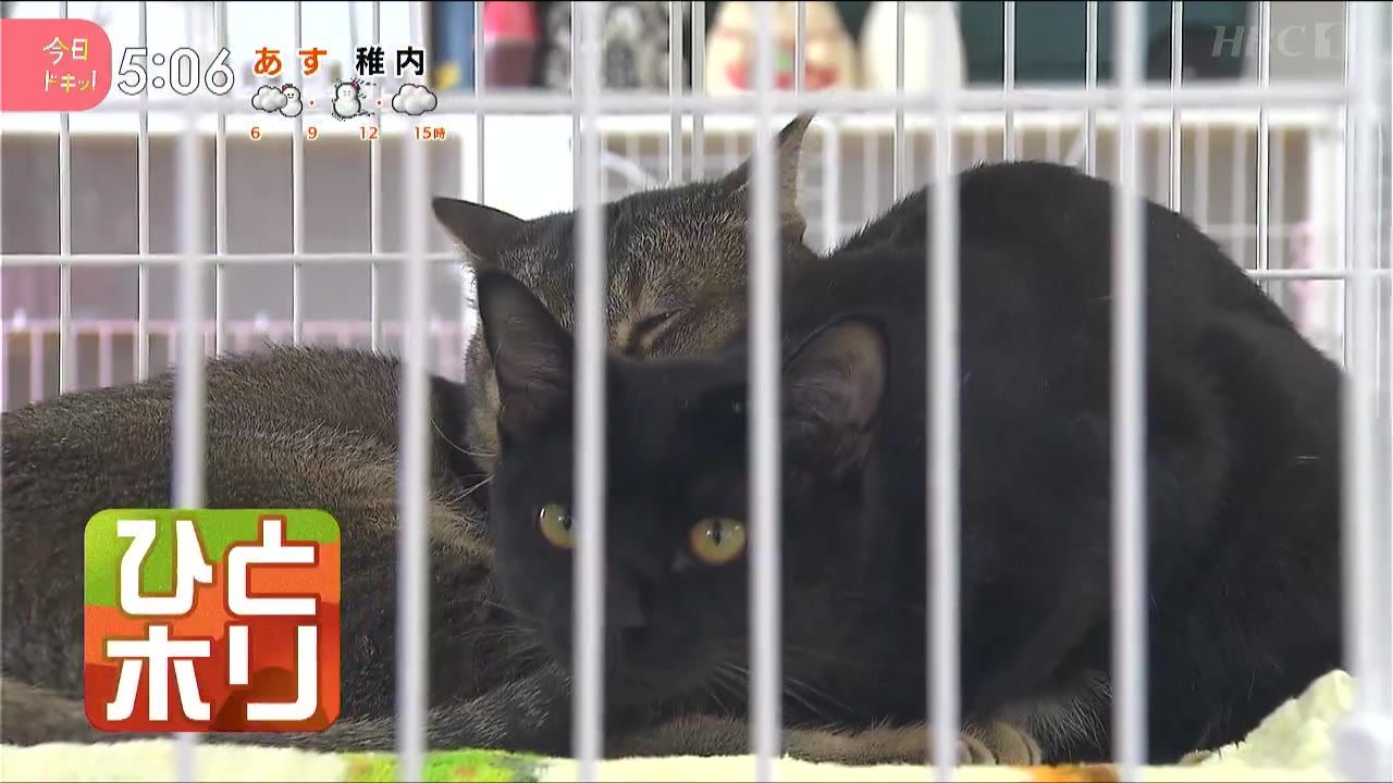 ひとホリ】保護猫が施設に殺到…その行き先は？(12月12日放送):今日ドキッ！｜HBC北海道放送