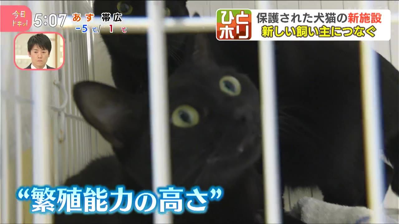 ひとホリ】保護猫が施設に殺到…その行き先は？(12月12日放送):今日ドキッ！｜HBC北海道放送