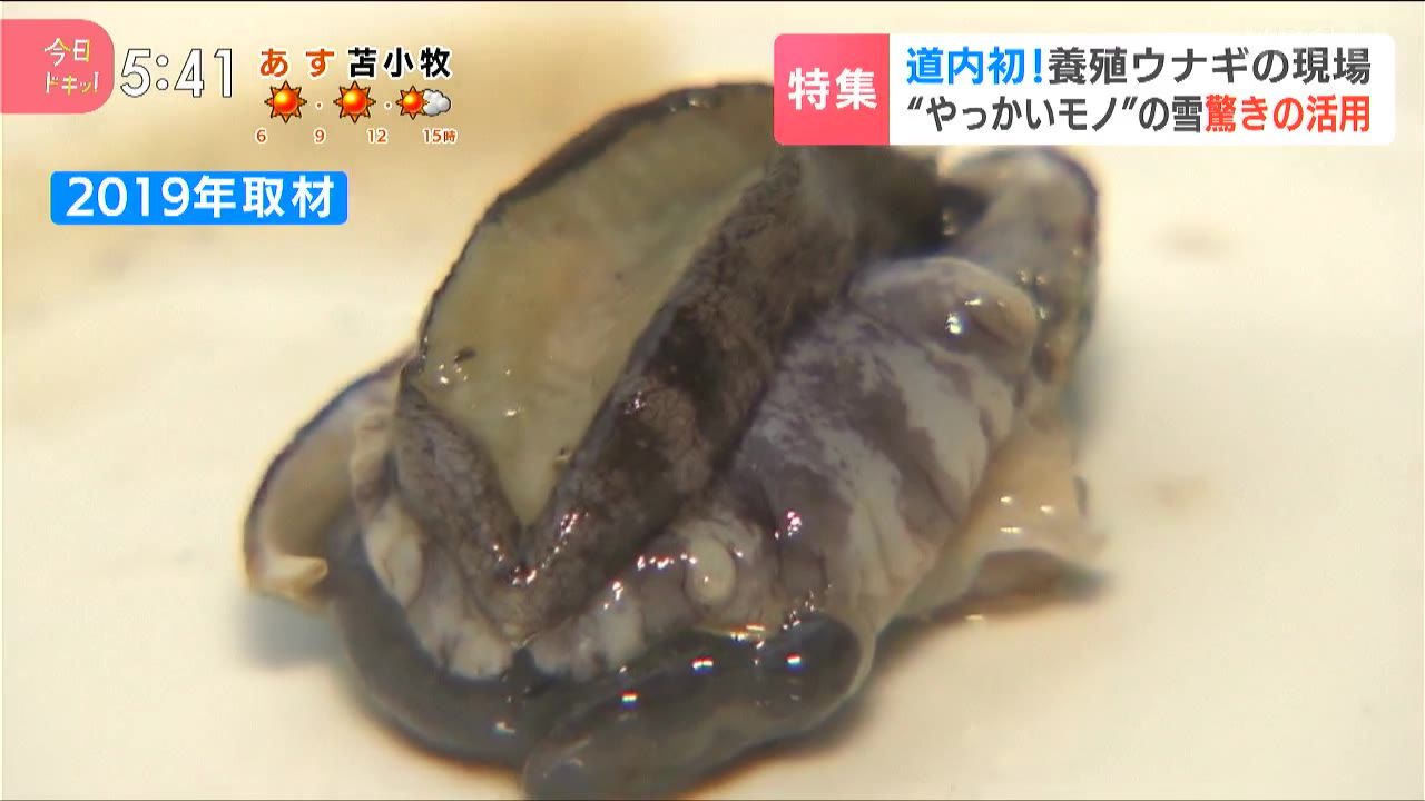 特集】やっかいモノの雪を宝モノに！廃熱で温めた水でウナギを養殖…雪