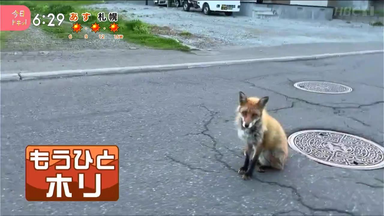 ひとホリ】都会のキツネ「アーバンフォックス」札幌中心部でも目撃増加
