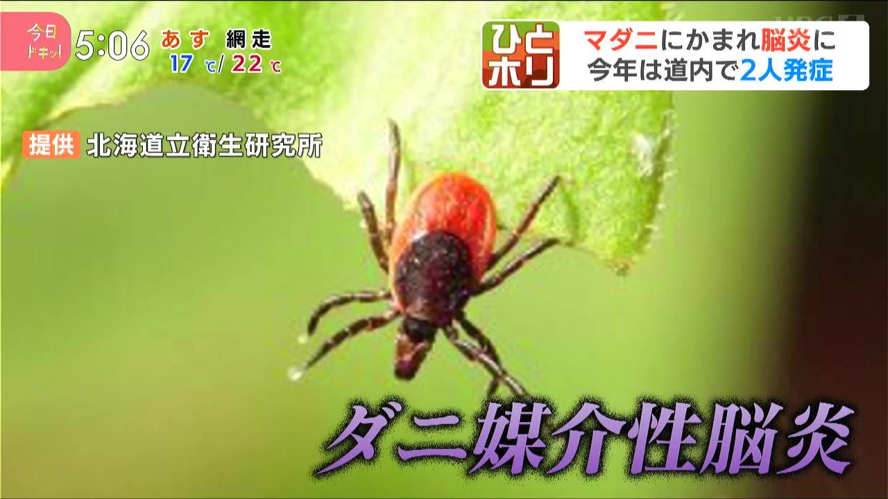 ひとホリ】夏のマダニに気を付けろ！発熱やけいれんなどを引き起こす