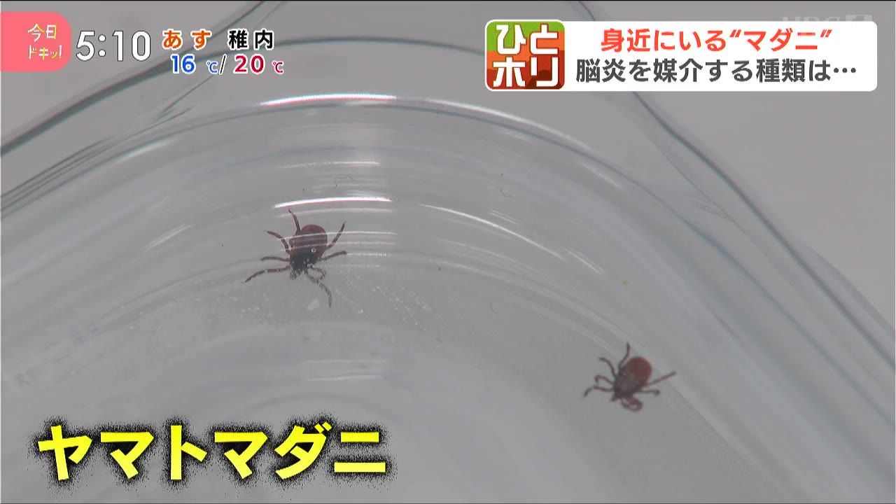 ひとホリ】夏のマダニに気を付けろ！発熱やけいれんなどを引き起こす