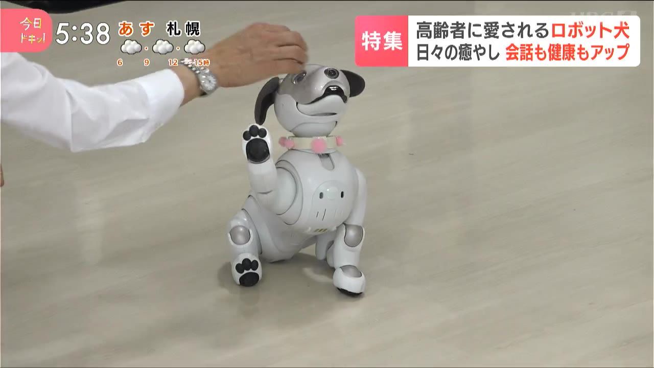 特集】施設のアイドルはロボット犬？高齢者に生きる活力をもたらす力とは…シニアとペットとの新たな共生(8月21日放送):今日ドキッ！｜HBC北海道放送