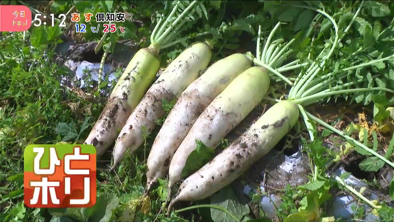 ひとホリ】いったいなぜ？進む生産者の“大根離れ”国内２位の生産地、北海道の大根の未来は…(9月12日放送):今日ドキッ！｜HBC北海道放送