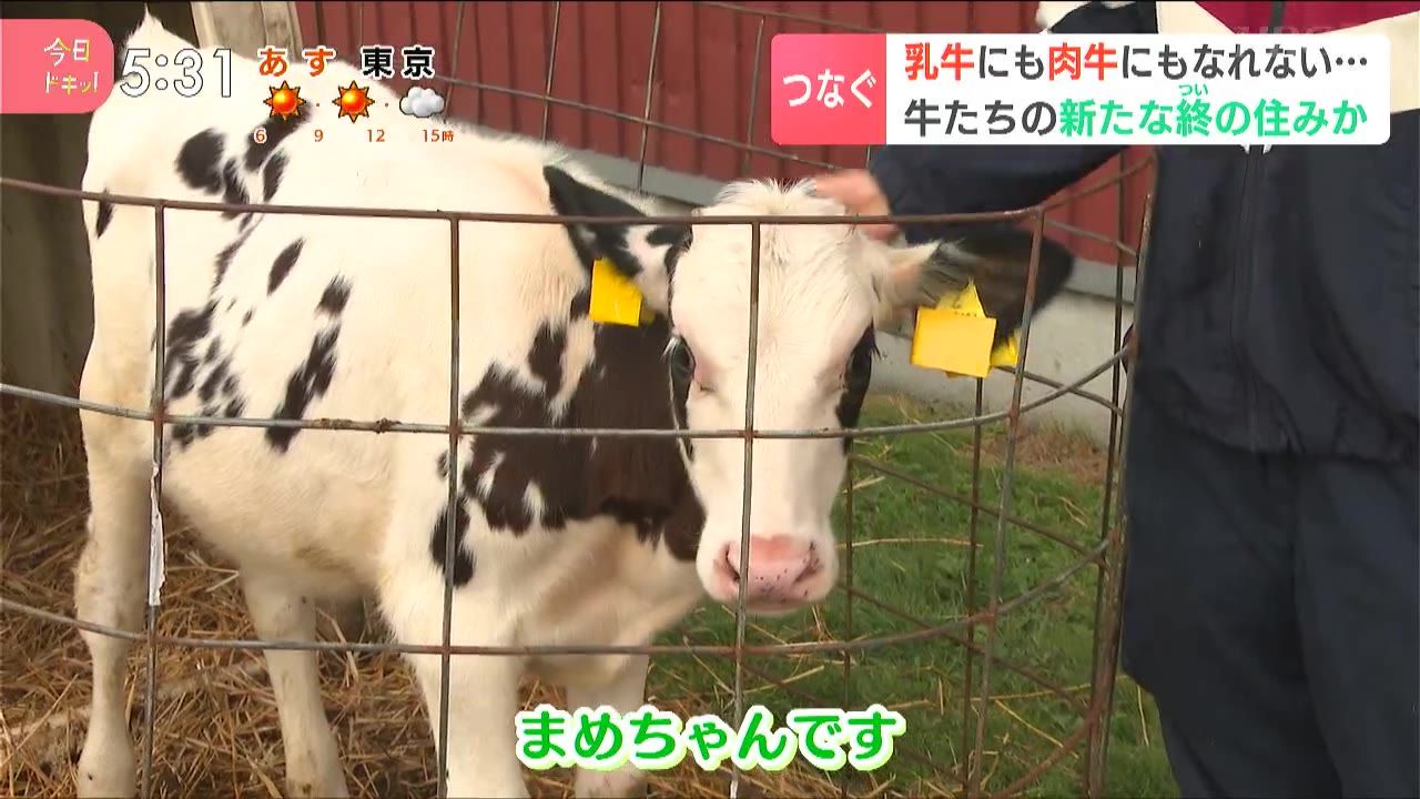 特集】不幸な理由から酪農の世界で生きられない乳牛たちを救い