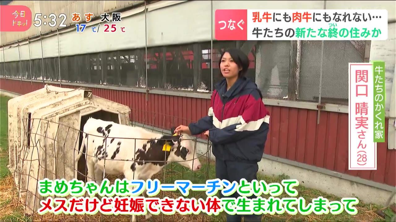 特集】不幸な理由から酪農の世界で生きられない乳牛たちを救い