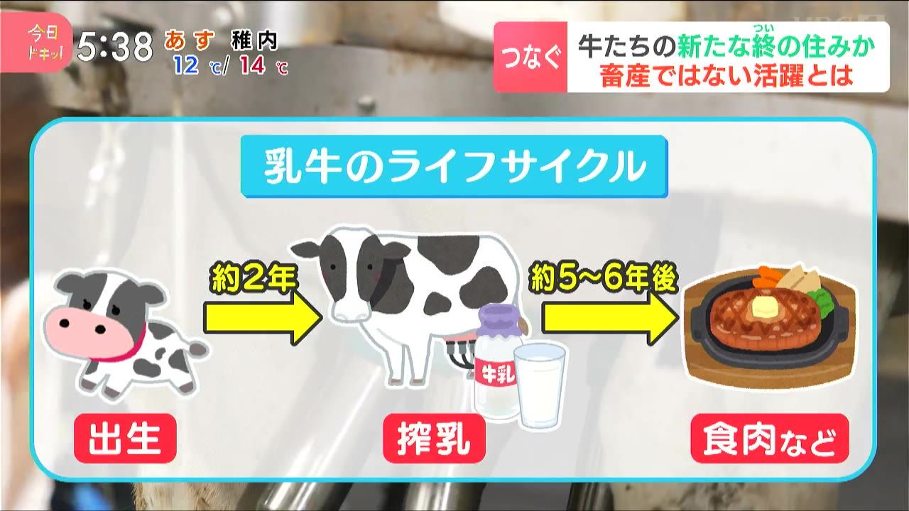 特集】不幸な理由から酪農の世界で生きられない乳牛たちを救い