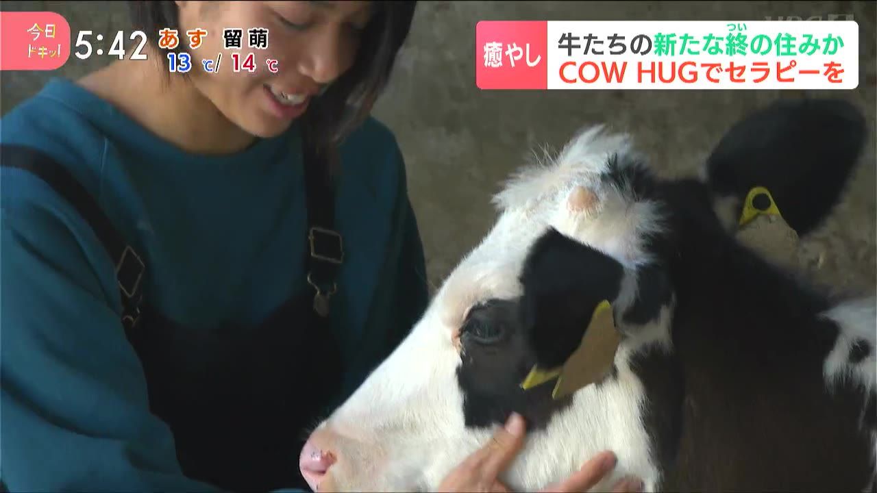 特集】不幸な理由から酪農の世界で生きられない乳牛たちを救いたい