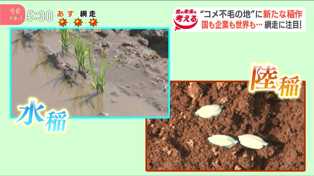 陸稲 と は