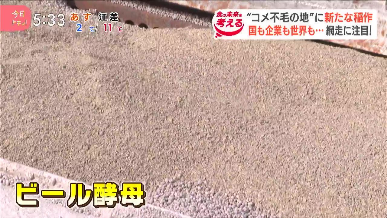 稲作の常識を変える！「畑で育てる」抜群に美味しいお米に注目…網走で 