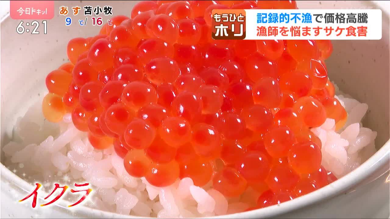 ゴマフアザラシの