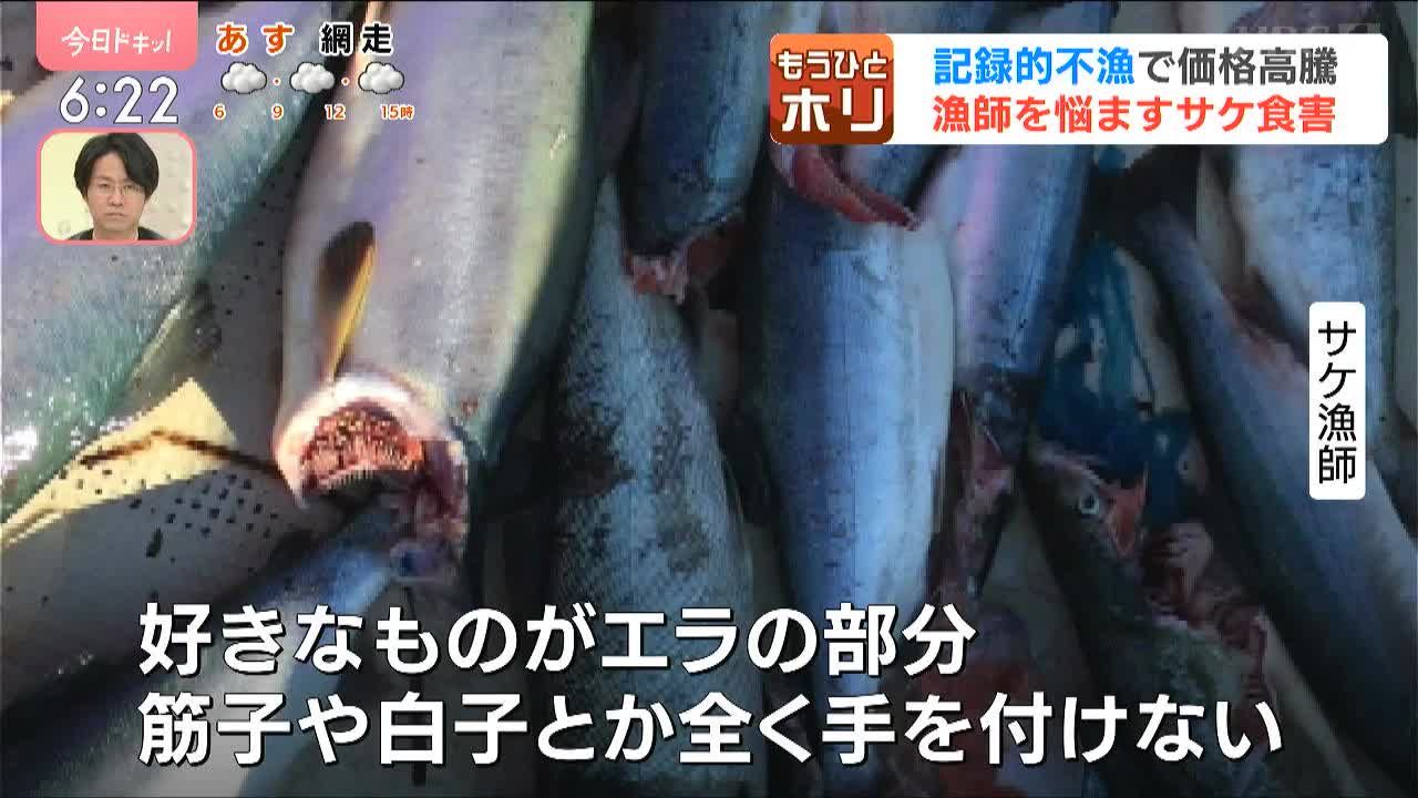 ゴマフアザラシの