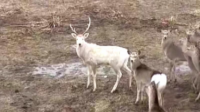神々しい…」白いシカが出現 北海道北部で目撃増加“神の使い”に専門家は