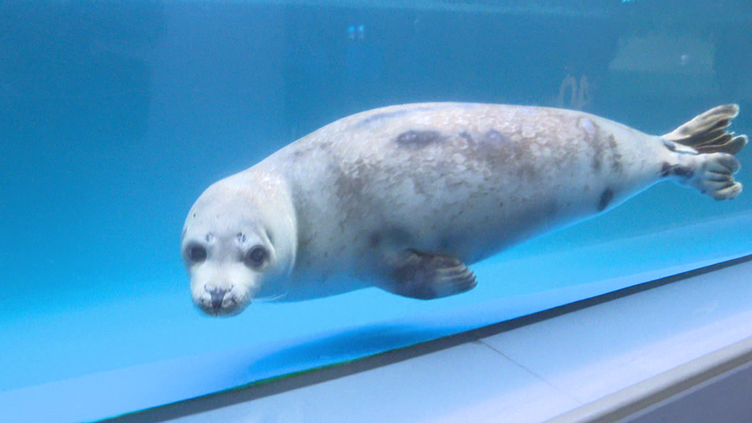 ゴマフアザラシ「西郷くん」が仲間入り。サンピアザ水族館【札幌・厚別
