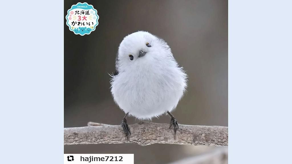 シマエナガのかわいさにゴールはない」奇跡の写真5枚に癒やされる