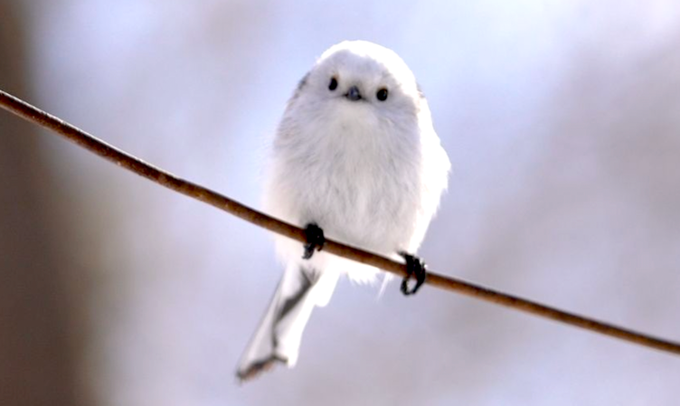 ふわっふわ♥シマエナガに会いたいなら、千歳のカフェへ！初心者にも