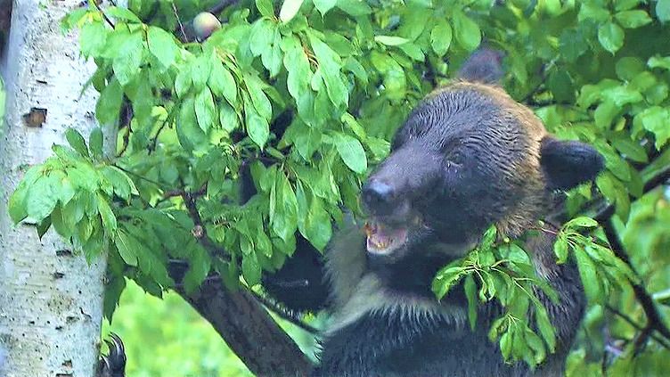 クマ対策の「大きな前進」？法改正が進む今こそ必要な“自治体の体制