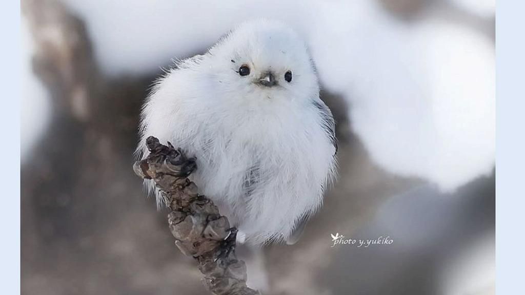 シマエナガちゃん、クチバシのまわりをよく見ると…【北海道で注目の