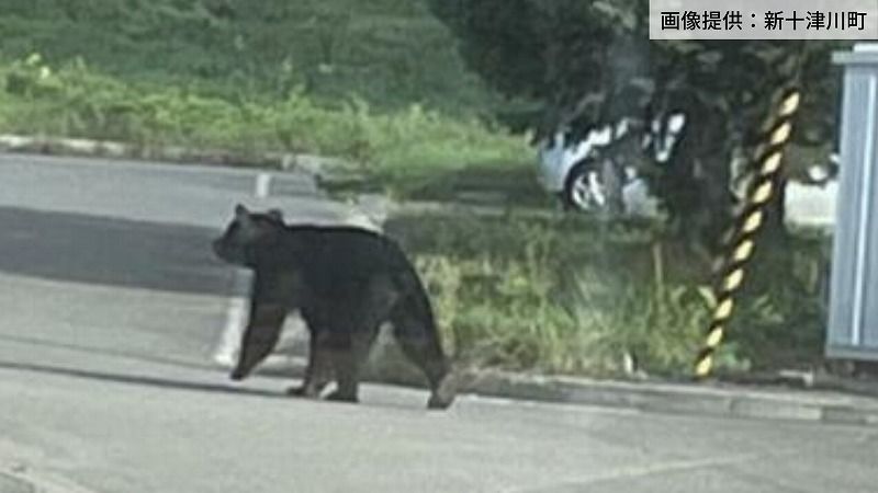 札幌】「クマに会ったら絶対してはいけないこと」とは？専門家監修の
