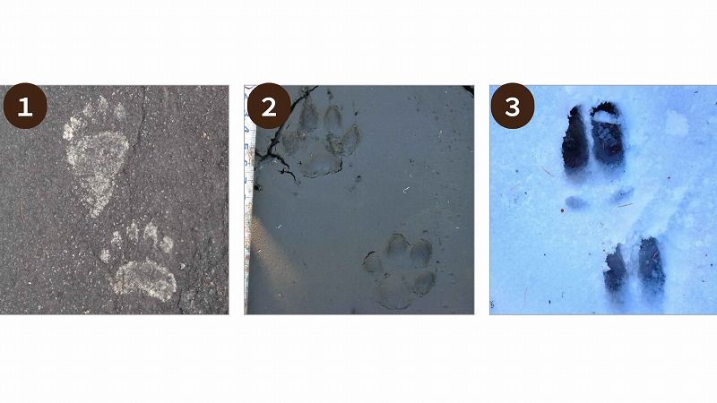 クイズ】クマの足跡はどれ？痕跡の見分け方を写真付きで学ぶ 正しく