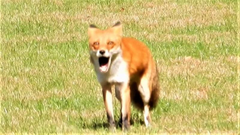 威嚇するキツネ！札幌都心部の住宅街にも出没…駆除は難しい？専門家に