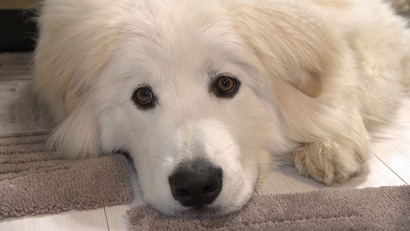 43キロもこもこ大型犬が「幼稚園」に通うワケ めいっぱい犬らしく