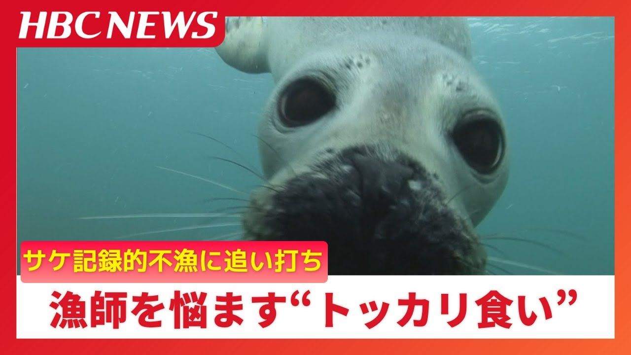 ゴマフアザラシの