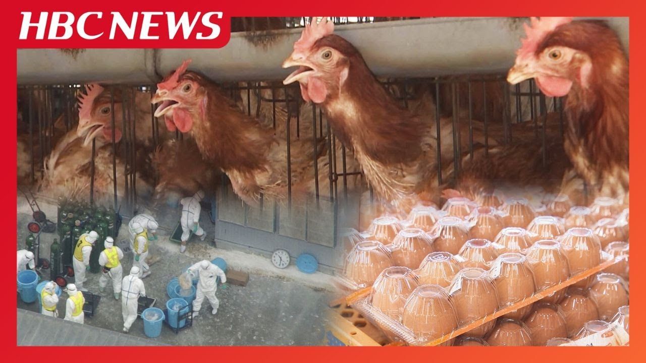 今季初の鳥インフル確認“物価の優等生”卵の価格が上昇傾向で「エッグ