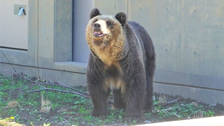 このクマが旭山動物園にいる 悲しい理由 クマが伝える ヒトという生き物の姿 旭川クマ旅 3 Sitakke したっけ