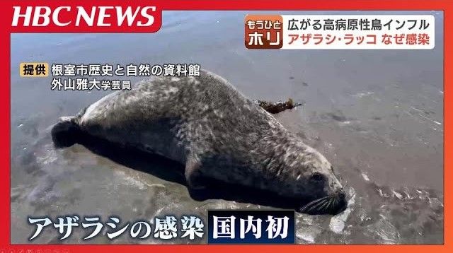 広がる高病原性鳥インフル…アザラシ、ラッコにも拡大、海鳥との生息地