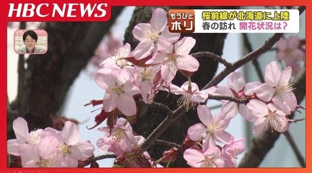 北海道の桜前線を調査 名所「新川さくら並木」では“500度の法則”で独自
