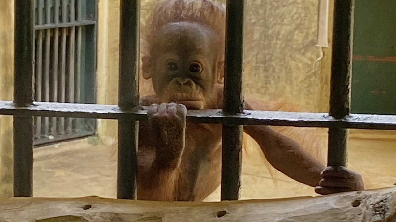 もんすけtv きょうは 円山動物園 動画一覧 Hbc北海道放送