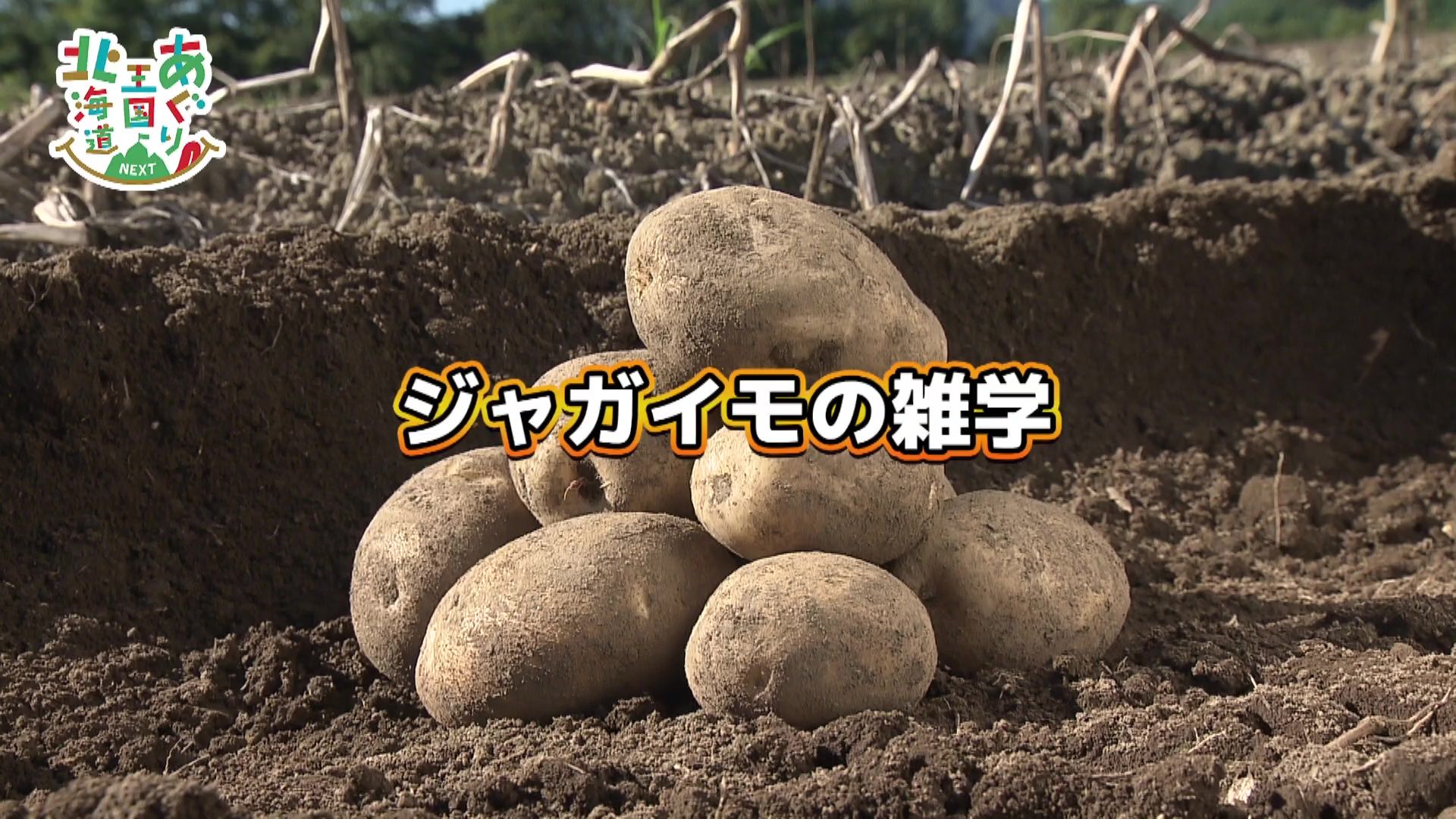 ♯766 ジャガイモの種類 編 :あぐり王国北海道NEXT｜HBC北海道放送