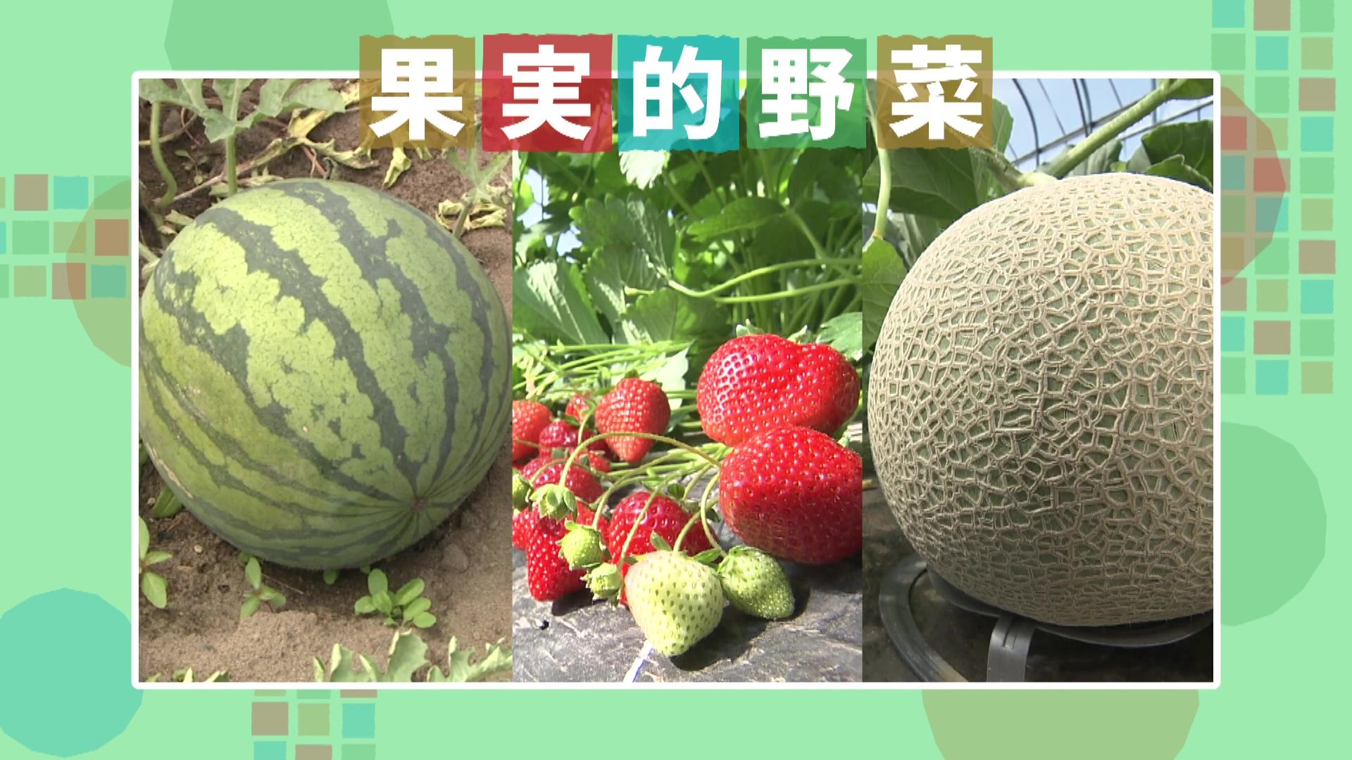 ♯798 北竜町ひまわりすいか 編:あぐり王国北海道NEXT｜HBC