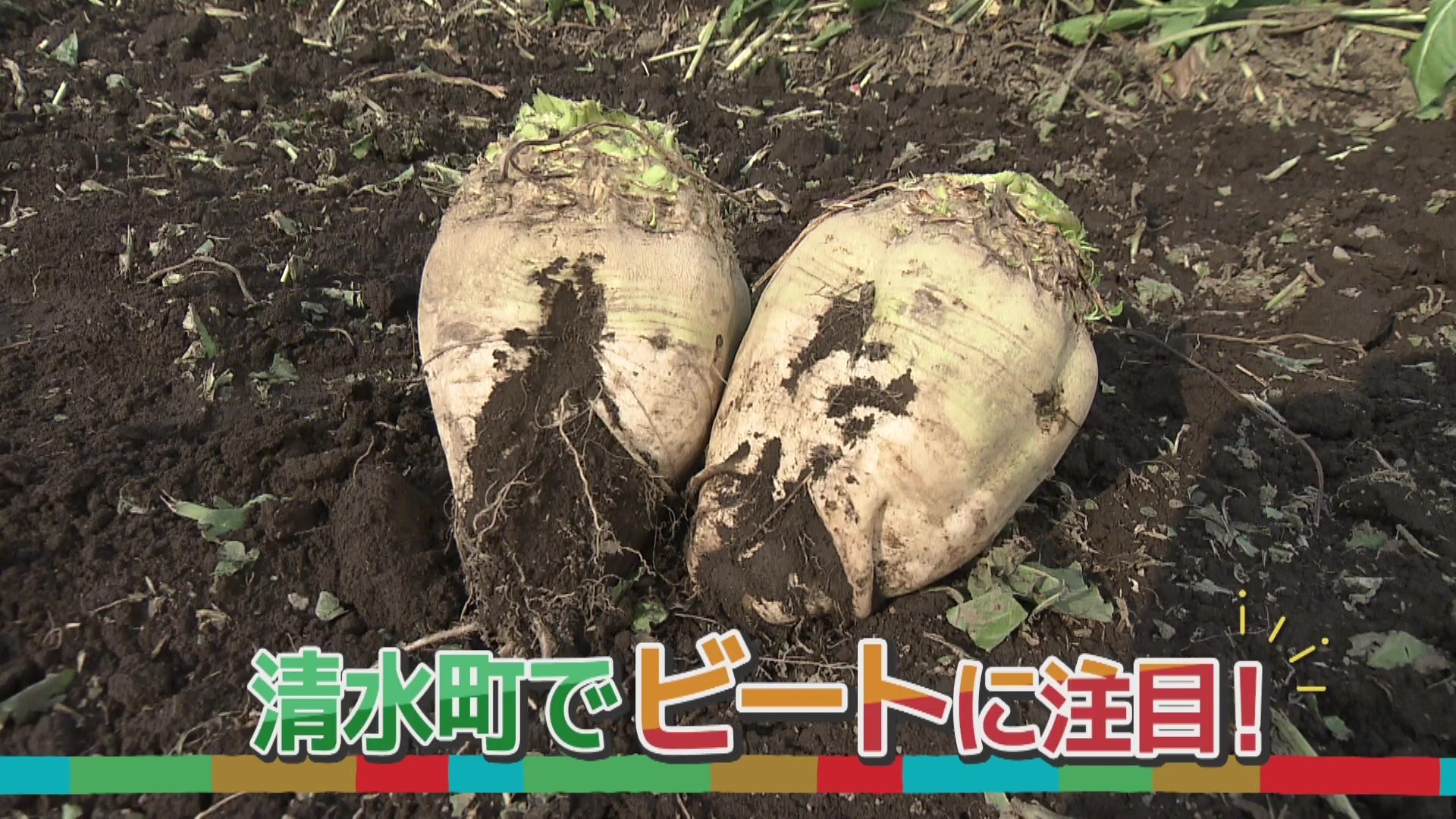 いっちゃんおいしいHBC｜HBC北海道放送