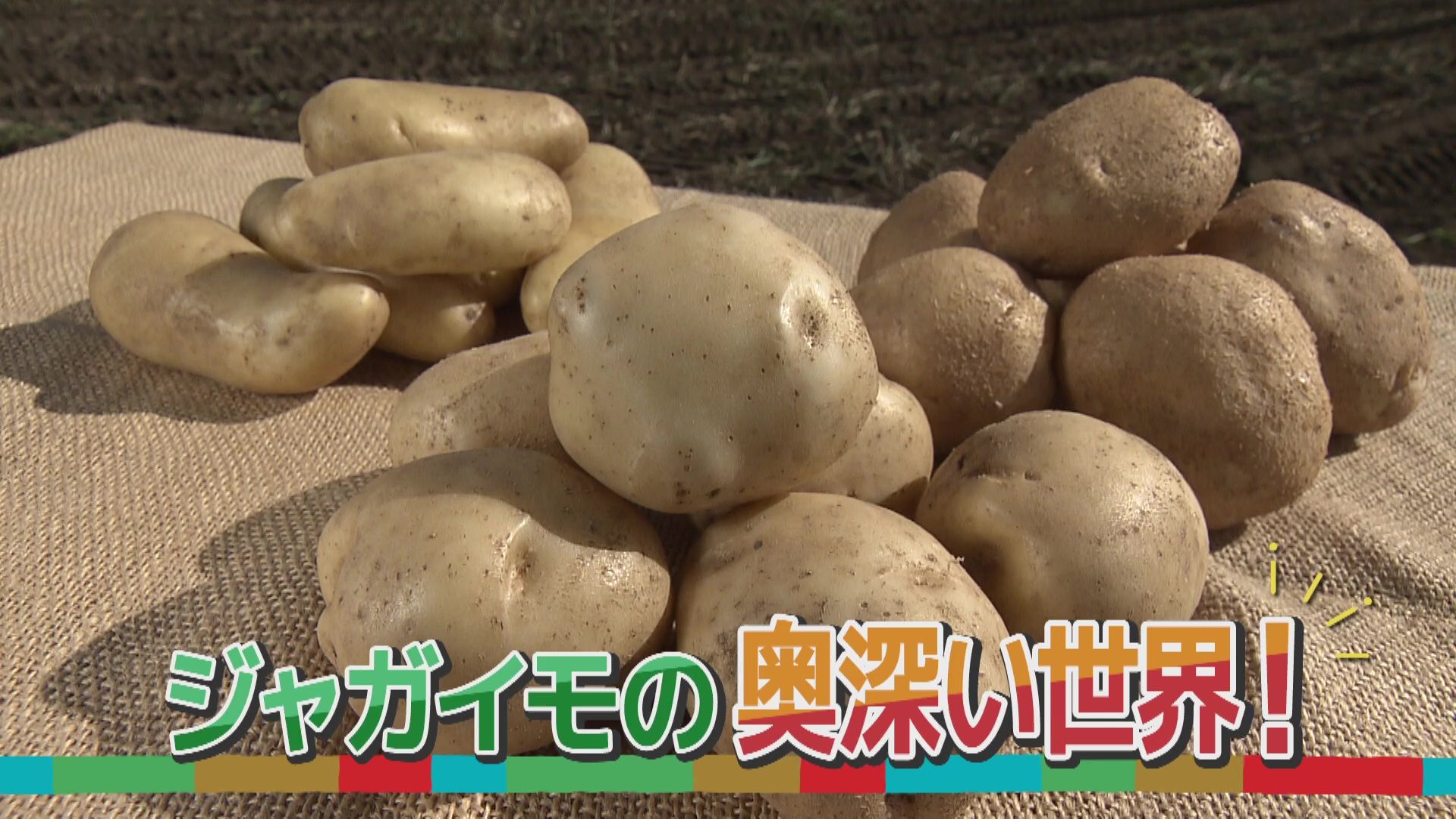 ♯766 ジャガイモの種類 編 :あぐり王国北海道NEXT｜HBC北海道放送