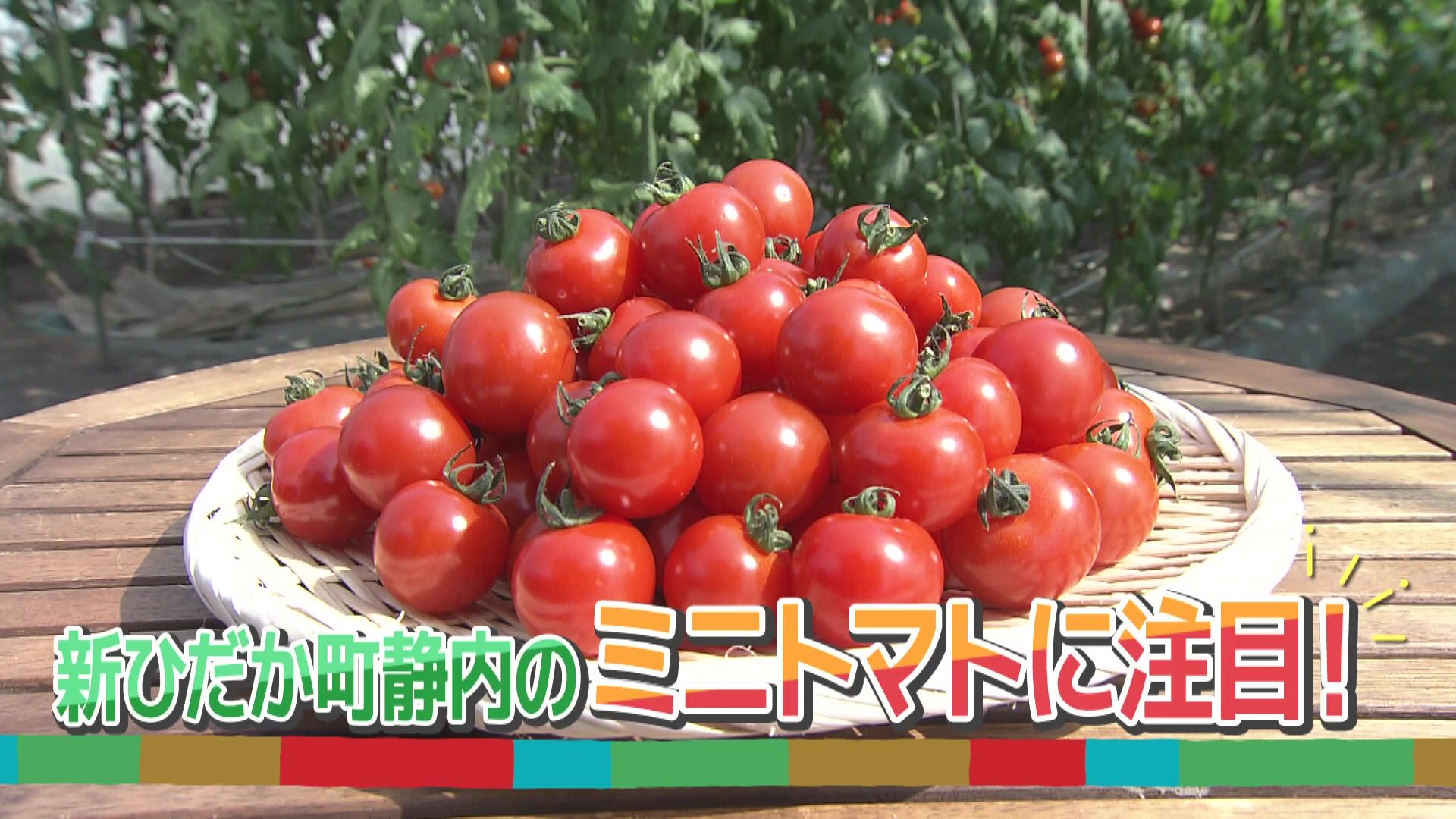 ♯794 新ひだか町静内 ミニトマト 編:あぐり王国北海道NEXT｜HBC北海道放送
