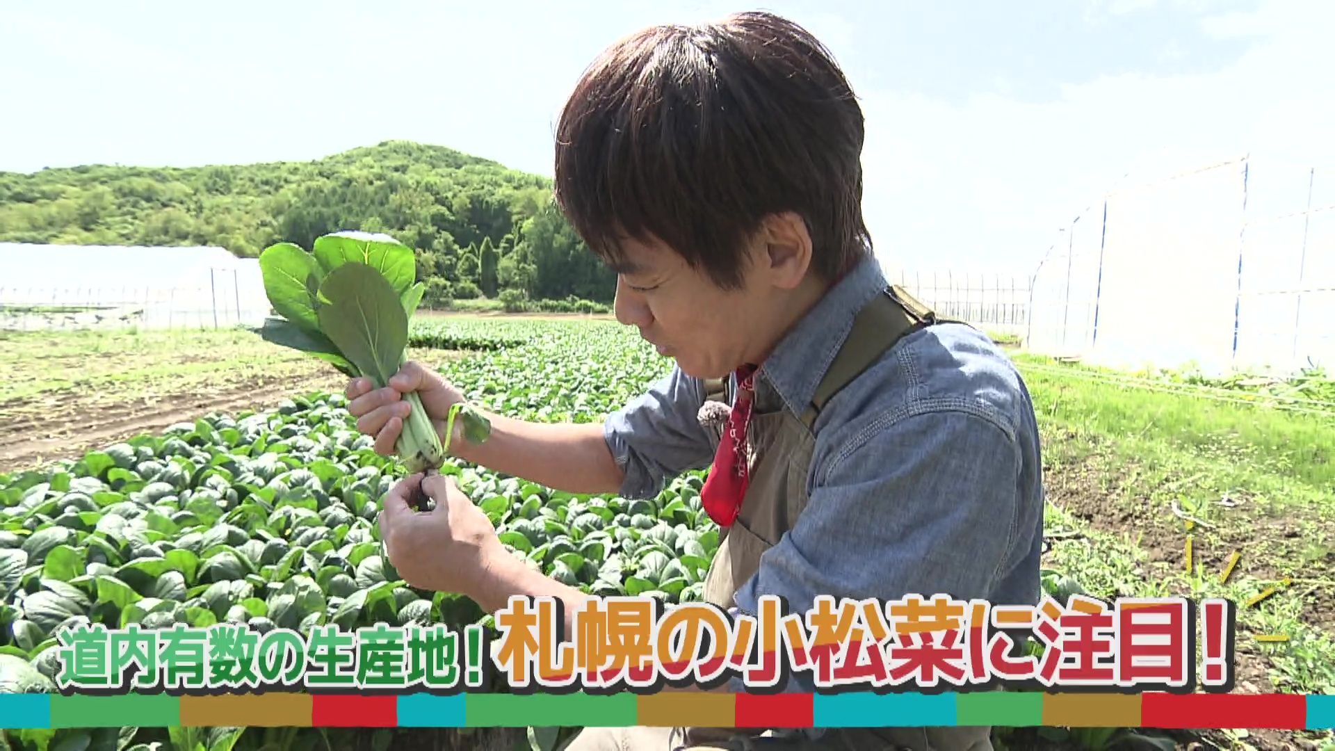 2024年10月北海道 で収穫した 松の実10kg 2024年10月北海道 で収穫した 松の実10kg 【公式通販】