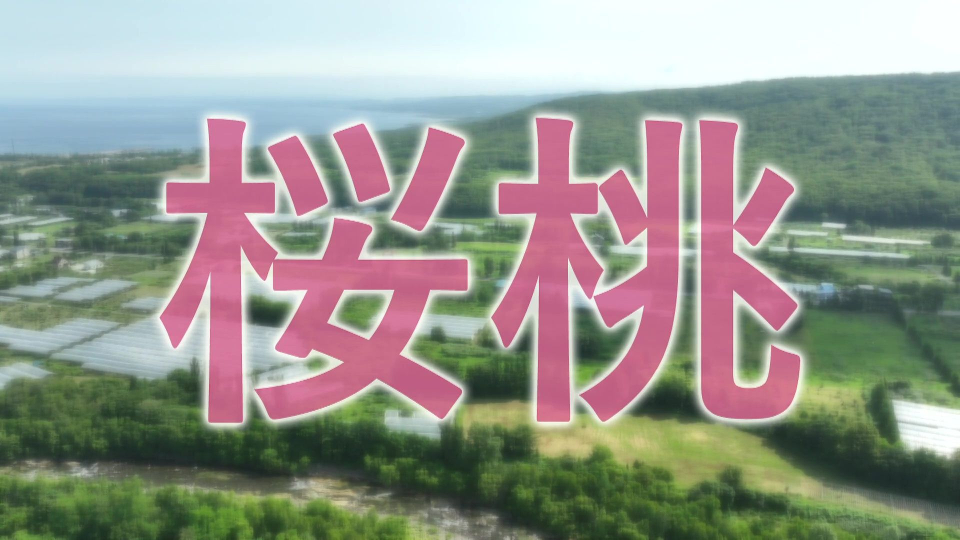 ♯757 増毛町・サクランボ 編 :あぐり王国北海道NEXT｜HBC北海道放送