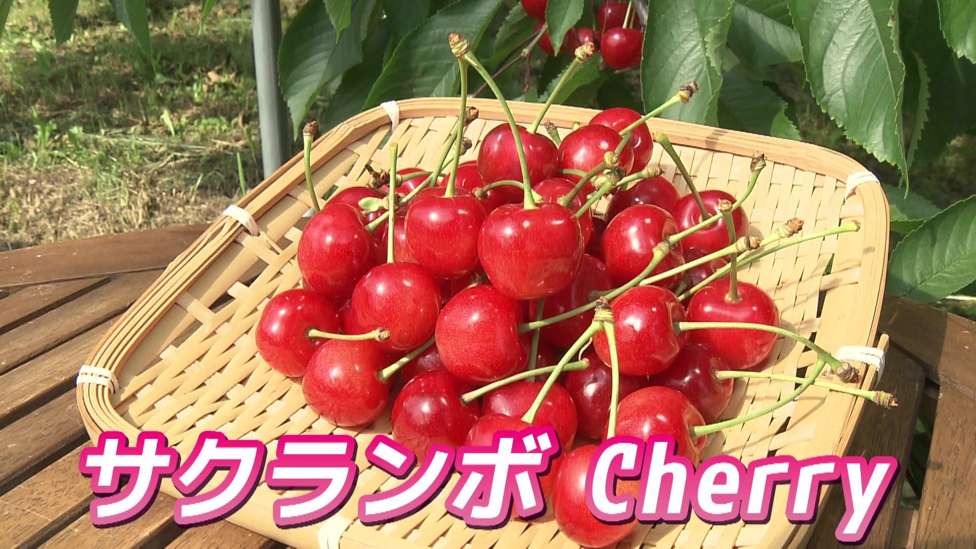 大人気！】被りものキティ フルーツバージョン 宮崎 福岡 沖縄 北海道