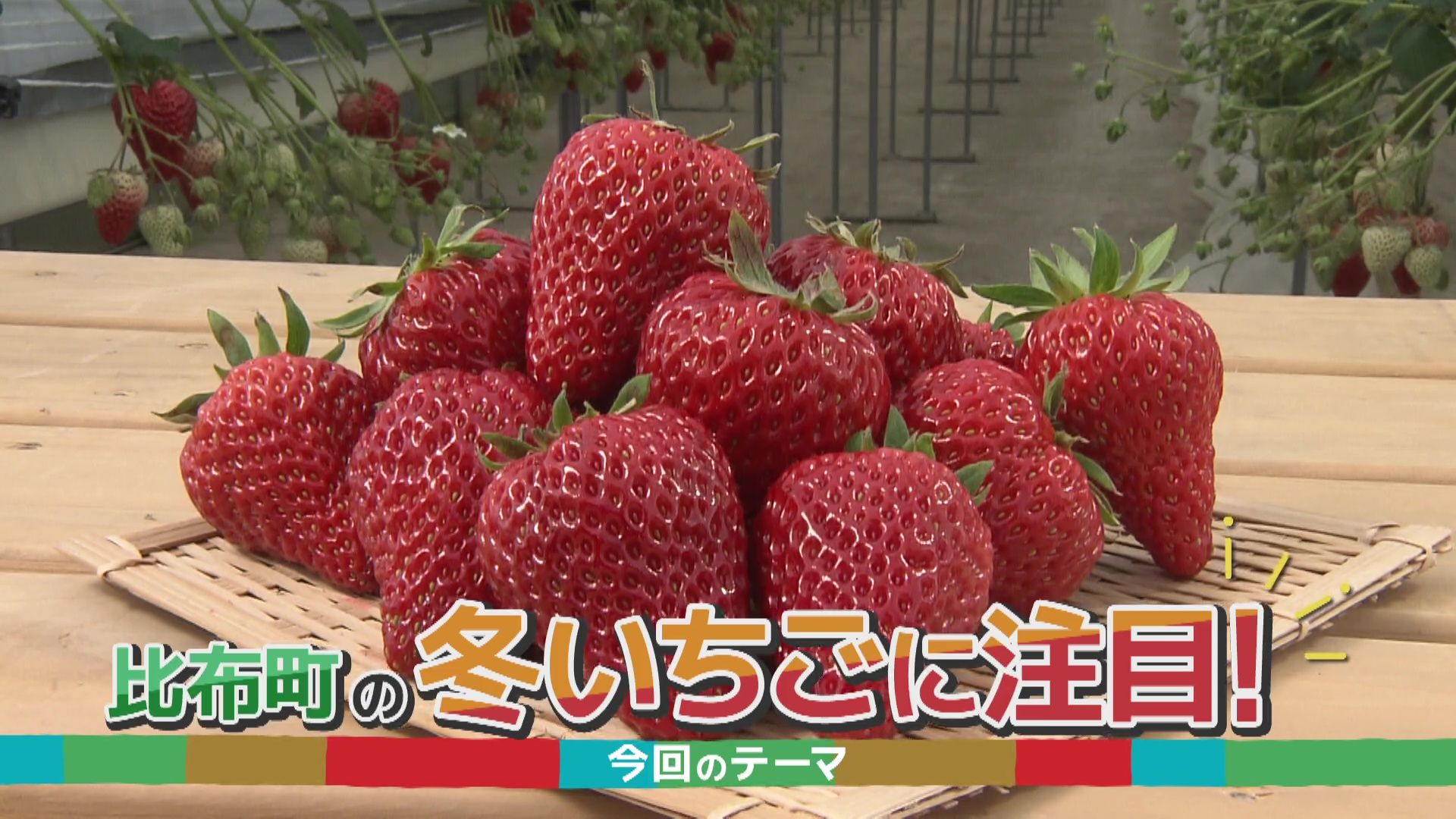 いちご１６ 静岡県発いちご新品種「静岡16号」名前を募集中｜JAcom 農業協同組合新聞