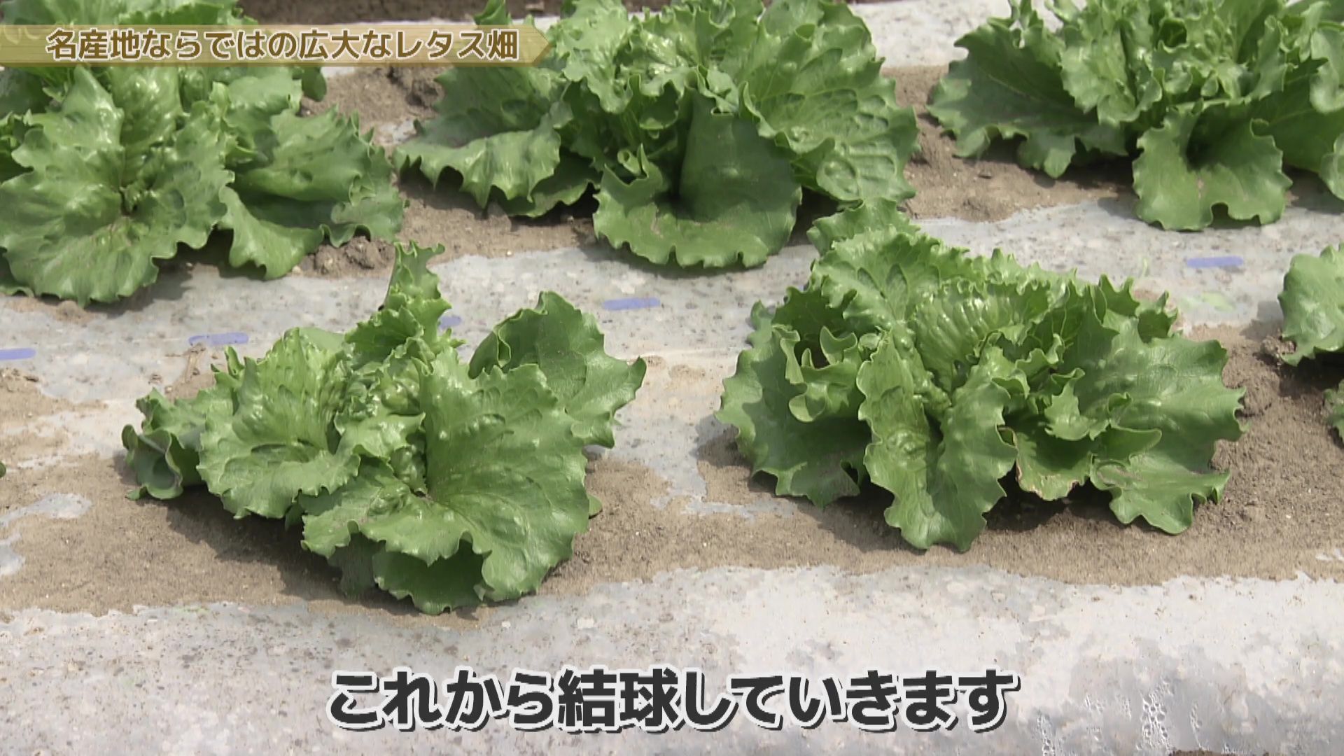 ♯752 幕別町・レタス編 :あぐり王国北海道NEXT｜HBC北海道放送