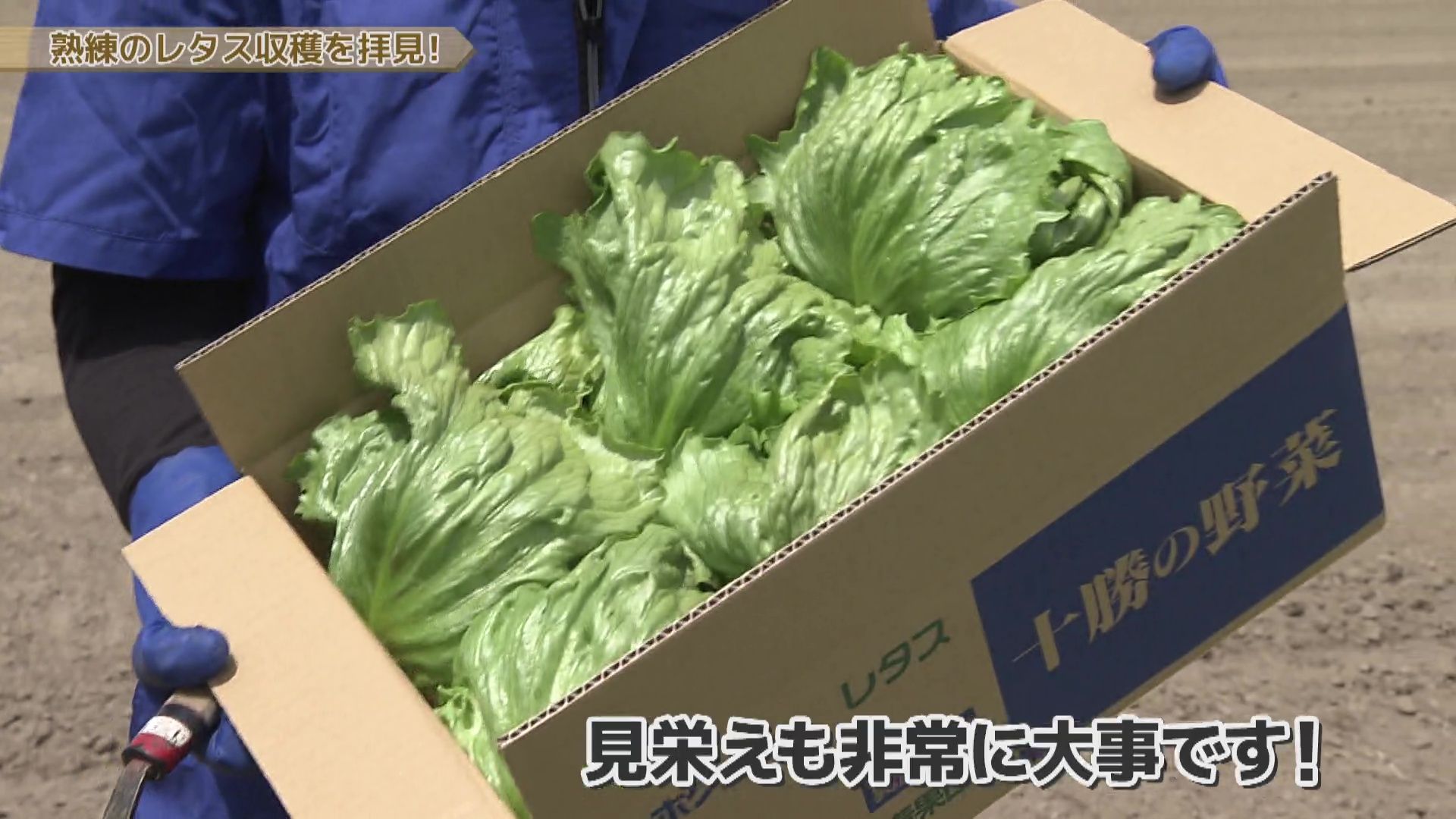 ♯752 幕別町・レタス編 :あぐり王国北海道NEXT｜HBC北海道放送