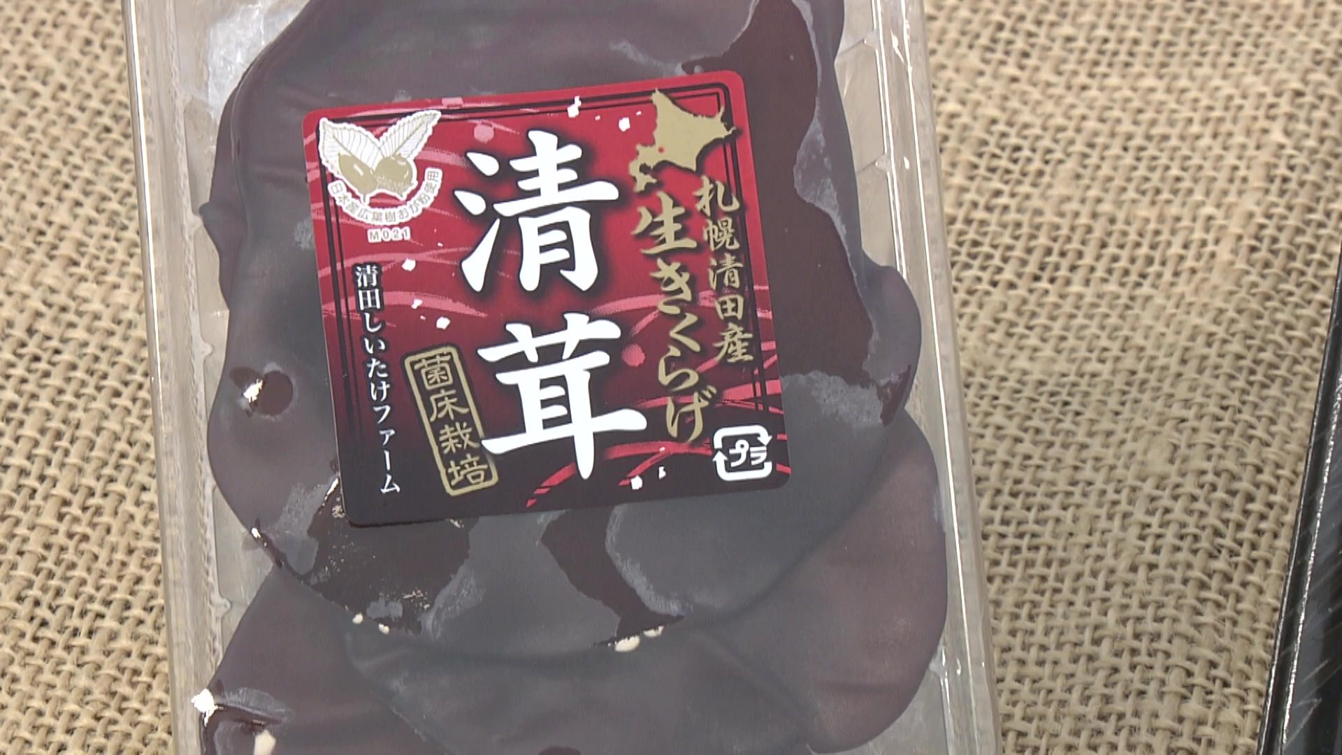 YKG　キタリスさんとキノコ Plant Music of King trumpet Mushroom, 6 HRS for Meditation and Uplifting  your mood. エリンギから抽出したメロディー