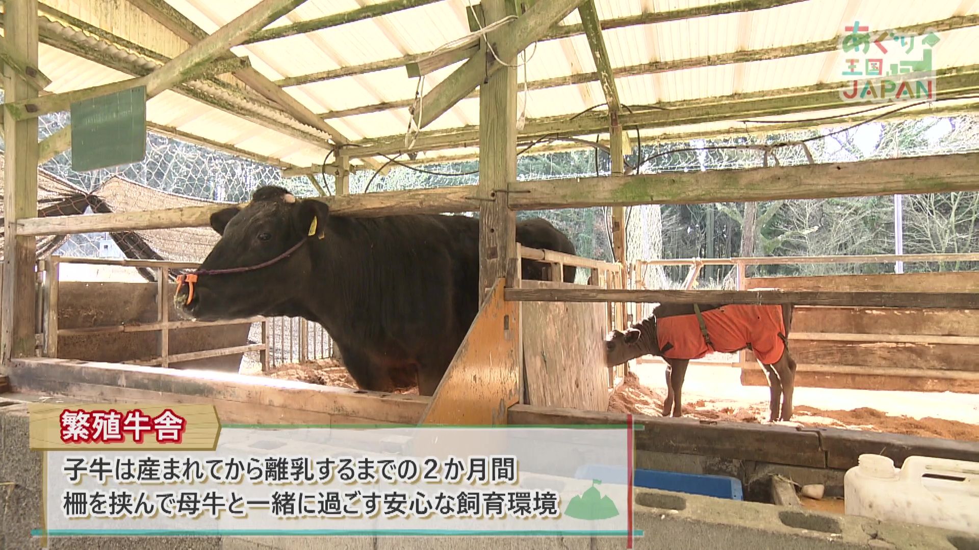 あぐり王国JAPAN 鹿児島編:あぐり王国北海道NEXT｜HBC北海道放送