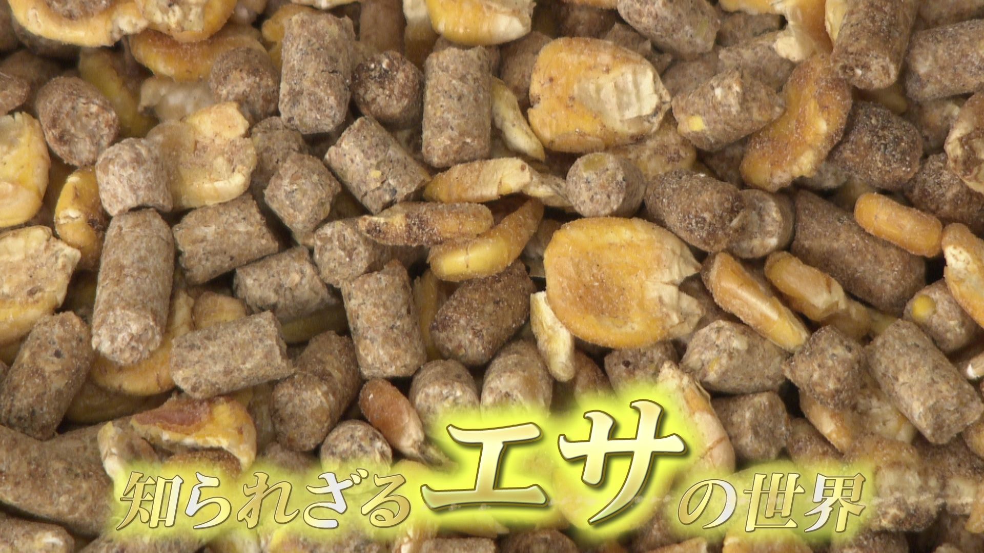 牛 の 餌